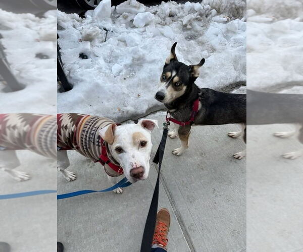 Medium Photo #12 Siberian Husky-Unknown Mix Puppy For Sale in Caldwell, NJ, USA