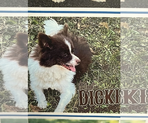 Medium Photo #1 Pomeranian Puppy For Sale in PHOENIX, AZ, USA