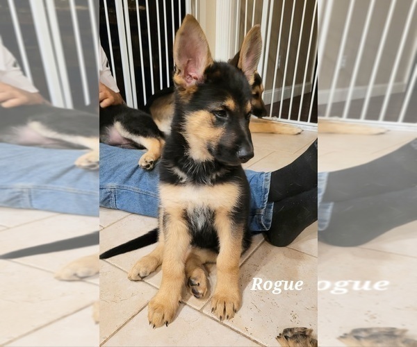 Medium Photo #1 German Shepherd Dog Puppy For Sale in VINELAND, NJ, USA