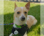 Small #9 Chihuahua Mix