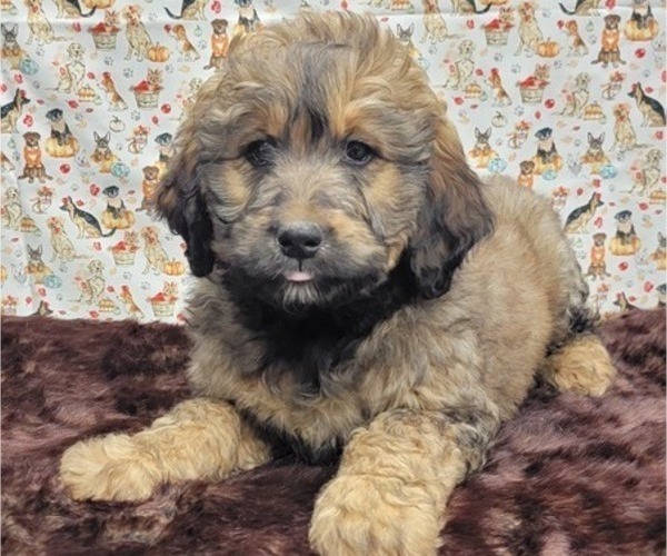 Medium Photo #3 Bernedoodle Puppy For Sale in BLAKESBURG, IA, USA