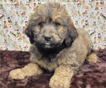 Small Photo #3 Bernedoodle Puppy For Sale in BLAKESBURG, IA, USA
