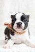 Small Photo #2 Faux Frenchbo Bulldog Puppy For Sale in NEW PITTSBURGH, OH, USA