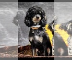 Small Photo #1 Bernedoodle (Miniature) Puppy For Sale in LONGMONT, CO, USA