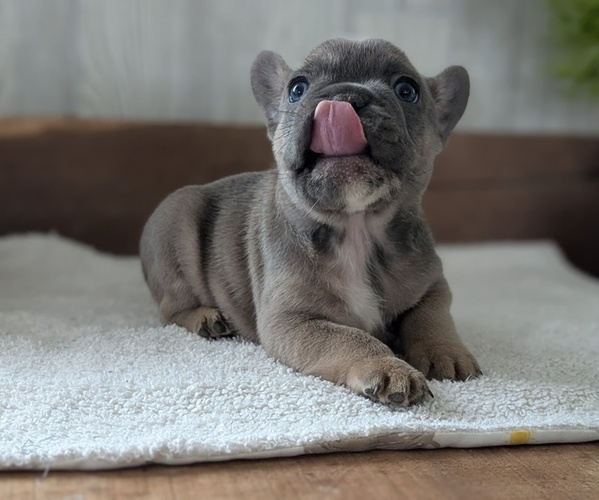 Medium Photo #7 French Bulldog Puppy For Sale in GOSHEN, IN, USA