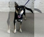 Small German Shepherd Dog