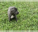 Puppy 3 American Bully-American Pit Bull Terrier Mix