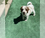 Small Photo #6 Goldendoodle (Miniature) Puppy For Sale in LAYTON, UT, USA
