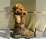 Puppy 6 Goldendoodle-Poodle (Miniature) Mix