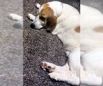 Small #3 Basset Hound-Great Pyrenees Mix