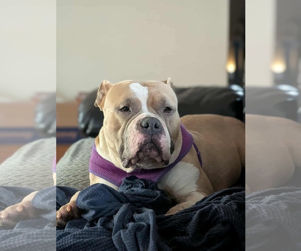 Medium Photo #5 Bulldog-Unknown Mix Puppy For Sale in Germantown, OH, USA