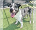 Small Photo #2 Catahoula Leopard Dog-Great Dane Mix Puppy For Sale in Grand Prairie, TX, USA