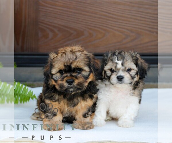 Medium Photo #2 Zuchon Puppy For Sale in MORGANTOWN, PA, USA