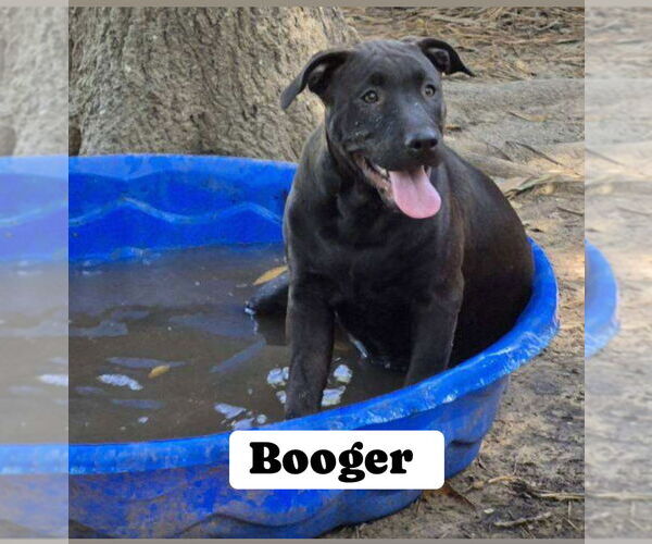 Medium Photo #4 American Bulldog Puppy For Sale in FRAMINGHAM, MA, USA