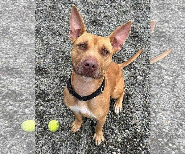 Medium Photo #4 Carolina Dog-Pharaoh Hound Mix Puppy For Sale in Rockaway, NJ, USA