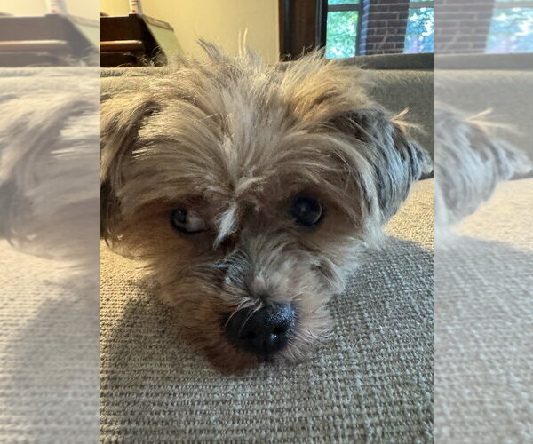 Medium Photo #2 Shih Tzu-Unknown Mix Puppy For Sale in Andover, MN, USA