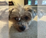 Small #1 Shih Tzu Mix