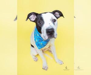 American Bulldog Dogs for adoption in Forestville, MD, USA