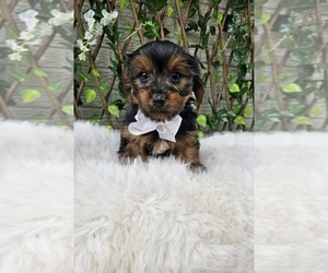 Yorkshire Terrier Puppy for sale in INDIANAPOLIS, IN, USA