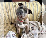 Small #13 Bullboxer Pit
