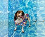 Small #2 Beagle Mix