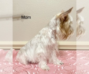 Mother of the Yorkshire Terrier puppies born on 06/05/2025