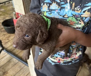 Chesapeake Bay Retriever Puppy for sale in COOKEVILLE, TN, USA
