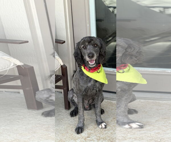 Medium Photo #4 Goldendoodle Puppy For Sale in Shreveport, LA, USA
