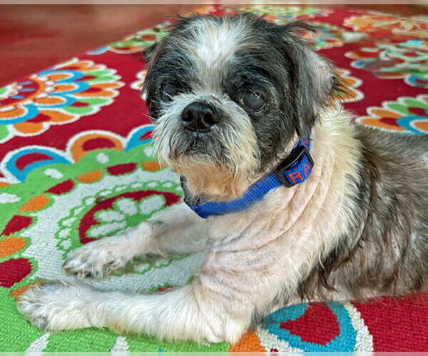 Medium Photo #8 Shih Tzu Puppy For Sale in Arlington, VA, USA