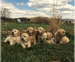 Small Photo #2 Golden Retriever Puppy For Sale in WAYNESBORO, PA, USA