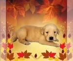 Small #9 Golden Retriever