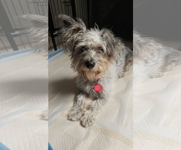 Medium Photo #3 Mutt Puppy For Sale in Bellevue, WA, USA