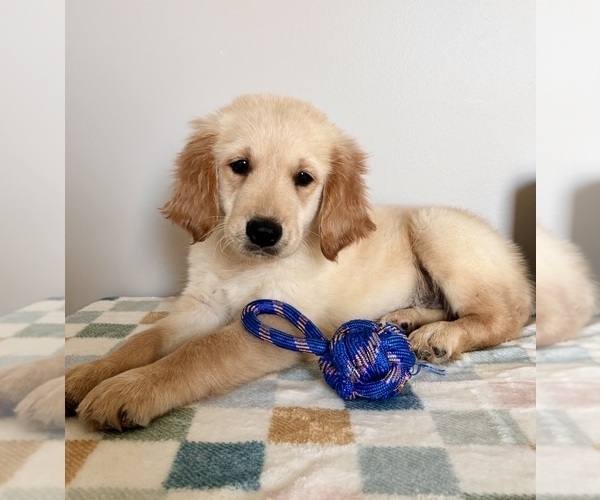 Medium Photo #1 Golden Retriever Puppy For Sale in INDIANAPOLIS, IN, USA