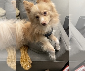 Pomsky Puppy for sale in PEORIA HEIGHTS, IL, USA