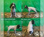Small #1 German Shorthaired Pointer