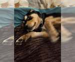 Small #2 Rottweiler-Siberian Husky Mix