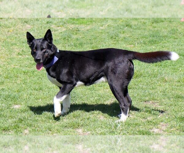 Medium Photo #2 Akita-Border Collie Mix Puppy For Sale in Kansas City, MO, USA