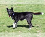 Small #1 Akita-Border Collie Mix