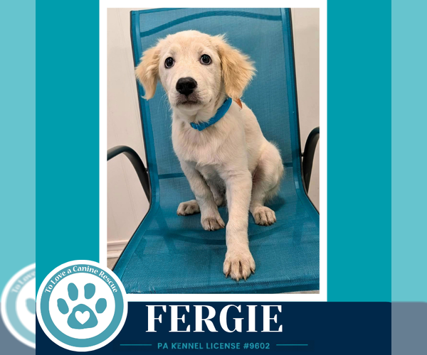 Medium Photo #6 Aussiedor Puppy For Sale in Kimberton, PA, USA