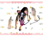 Small American Pit Bull Terrier Mix