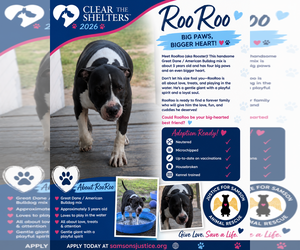 American Staffordshire Terrier-Great Dane Mix Dogs for adoption in Orange Grove, TX, USA