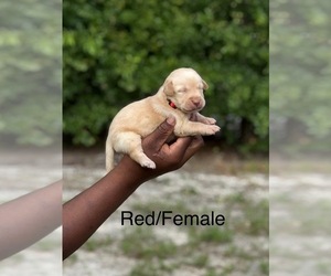 Medium Labrador Retriever