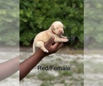 Puppy Puppy 2 Labrador Retriever