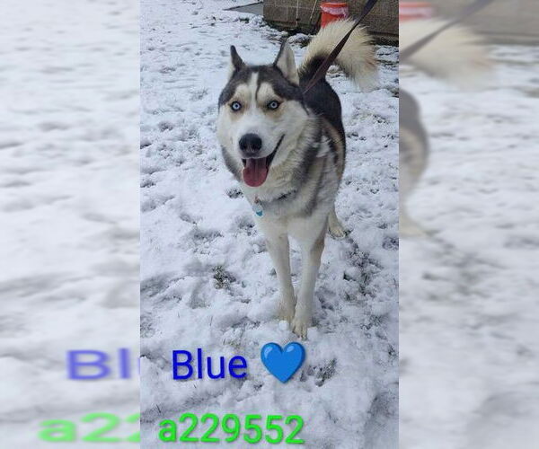 Medium Photo #1 Siberian Husky Puppy For Sale in Ogden, UT, USA