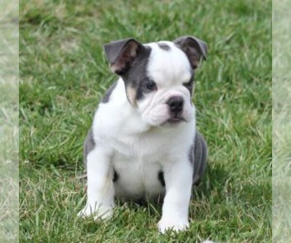 Medium Photo #2 Bulldog Puppy For Sale in MARSHFIELD, MO, USA