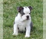 Small #1 Bulldog