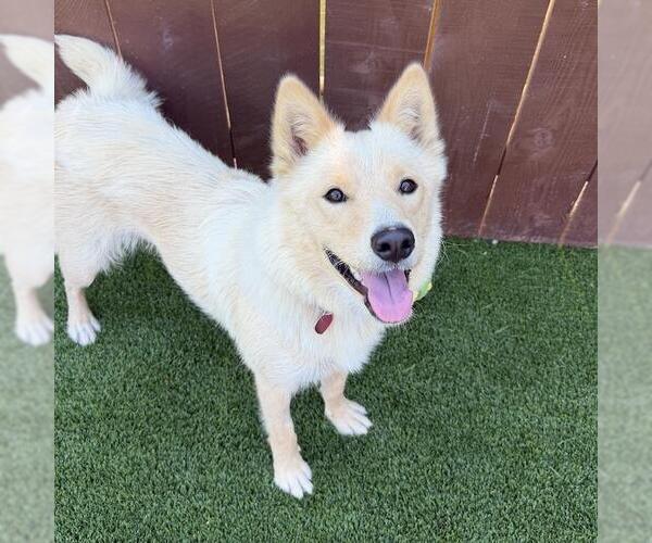 Medium Photo #23 Siberian Husky-Unknown Mix Puppy For Sale in San Diego, CA, USA
