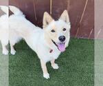 Small Photo #23 Siberian Husky-Unknown Mix Puppy For Sale in San Diego, CA, USA