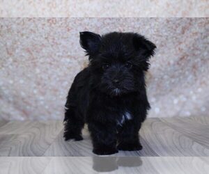 Morkie Puppy for sale in MARIETTA, GA, USA