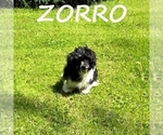 Small #2 Shih-Poo